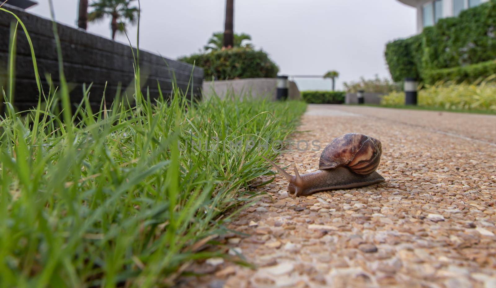 Dark achatina snail with a brown striped shell crawling towards green grass. The concept runs slowly. Selective focus.