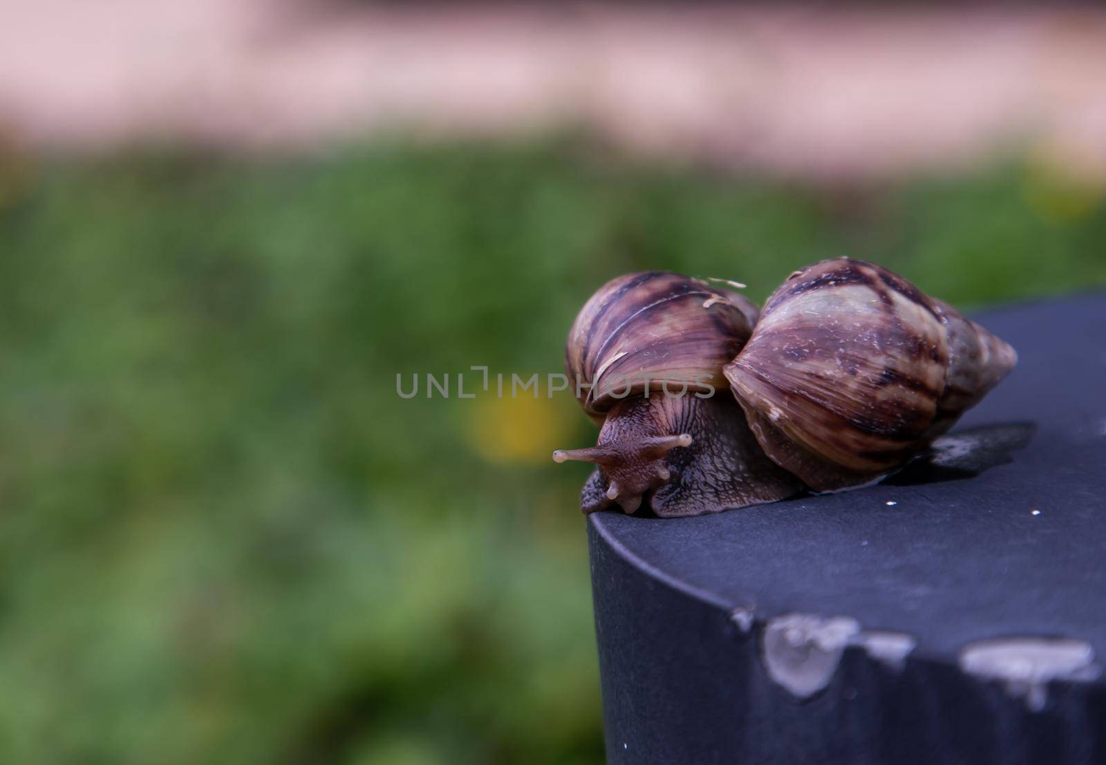Close-up of Two dark achatina snail with a brown striped shell crawling along the black steel platform curb. The concept runs slowly, Copy space, Selective focus.