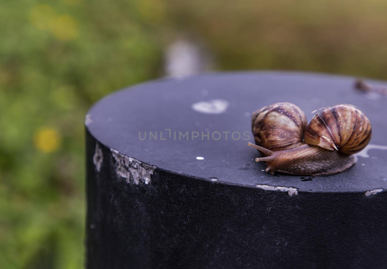 Two dark achatina snail with a brown striped shell crawling on the black steel platform. The concept runs slowly, Copy space, Focus and blur.