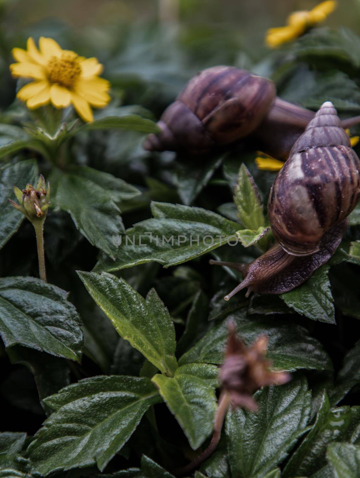 Two dark achatina snail with brown striped shell crawls over the Green bush. The concept runs slowly, Selective focus.