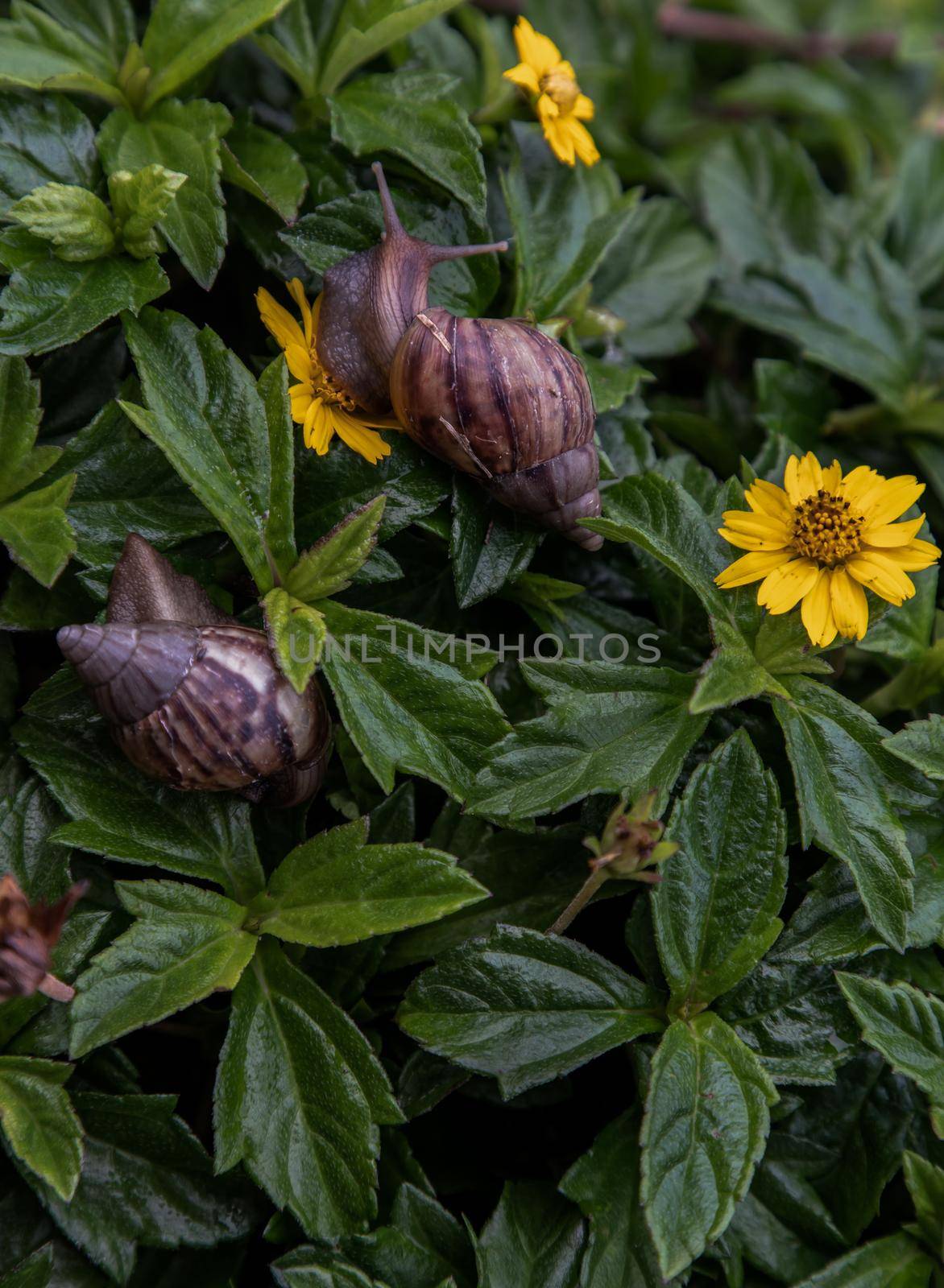 Two dark achatina snail with brown striped shell crawls over the Green bush. The concept runs slowly, Selective focus.