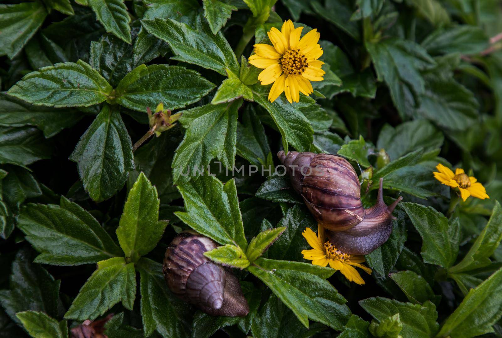 Two dark achatina snail with brown striped shell crawls over the Green bush. The concept runs slowly, Selective focus.