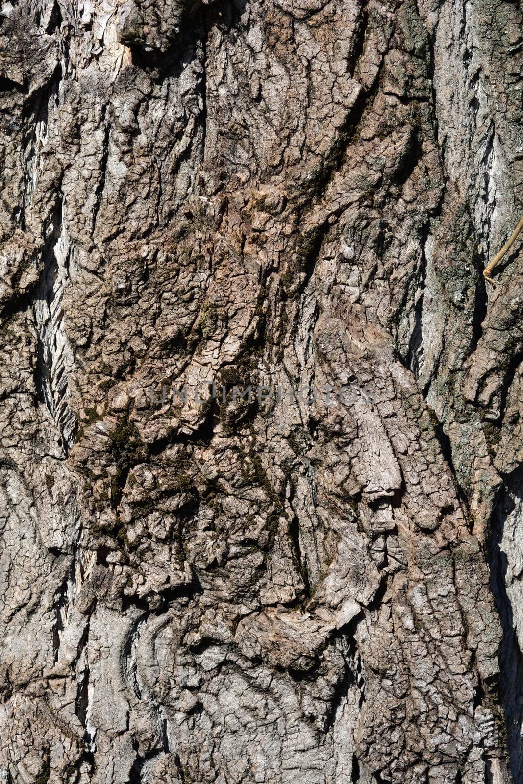 Lombardy poplar by nahhan