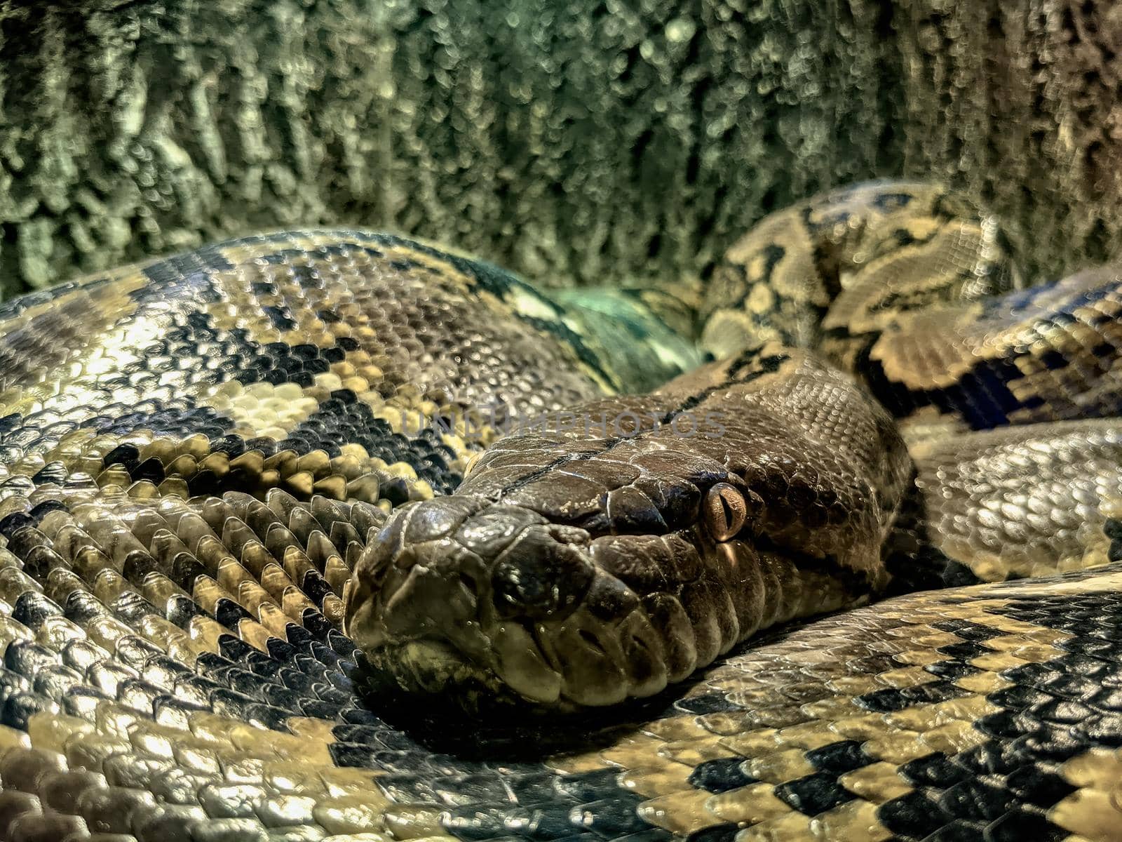 Close up of The longest snake in the world - Asian giant Reticulated Python. Quietly asleep, curled into a ring by dugulan