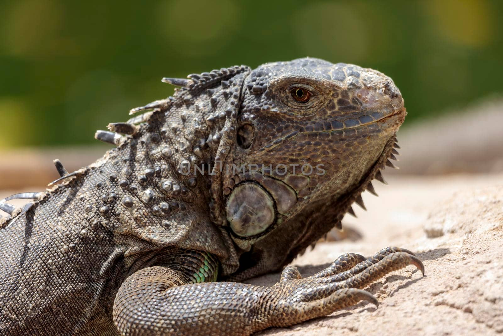 Close up of a male green iguana or american iguana with spines and dewlap a large neck bag resting and relaxing in the sun on a rock by dugulan