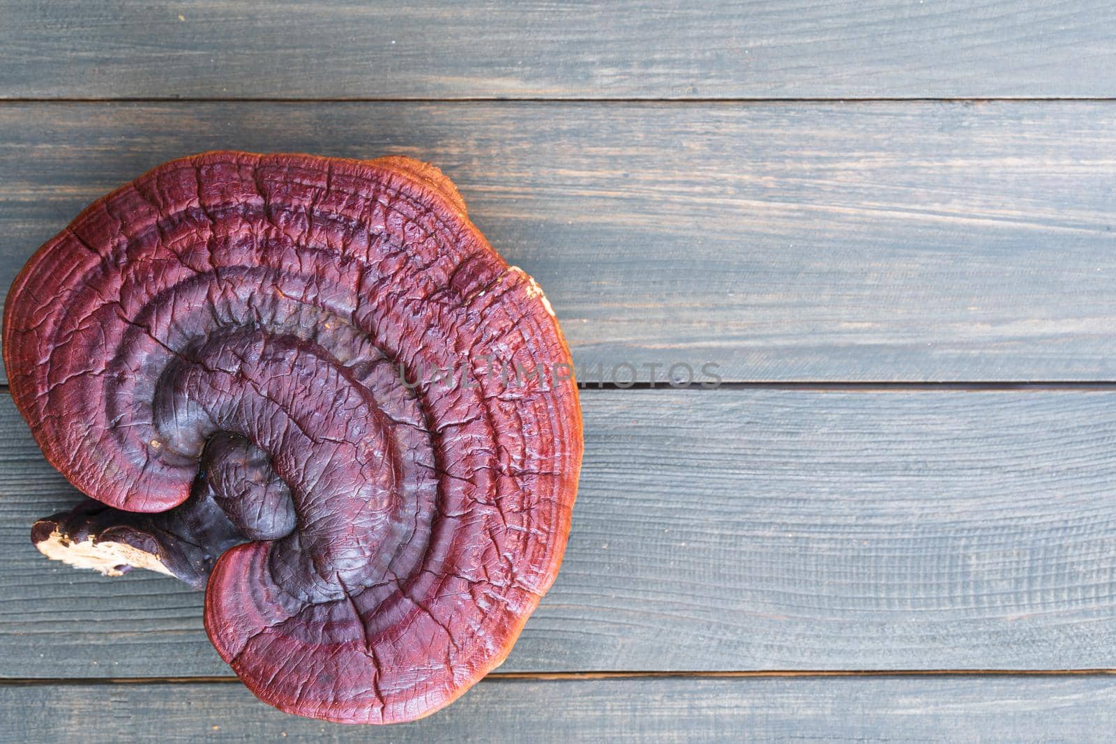 Close up of Ling zhi mushroom, Ganoderma lucidum mushroom on wood table