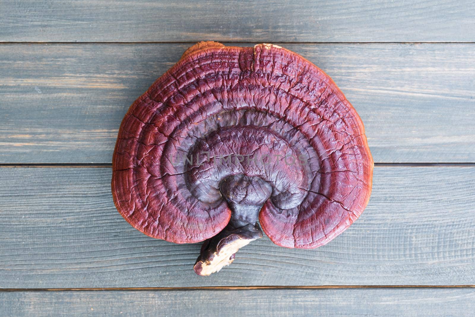 Close up of Ling zhi mushroom, Ganoderma lucidum mushroom on wood table