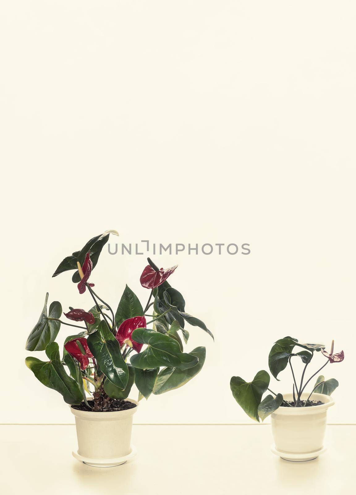 On the table are beautiful indoor anthurium flowers with bright red flowers. Front view against a white wall, a copy of the space.