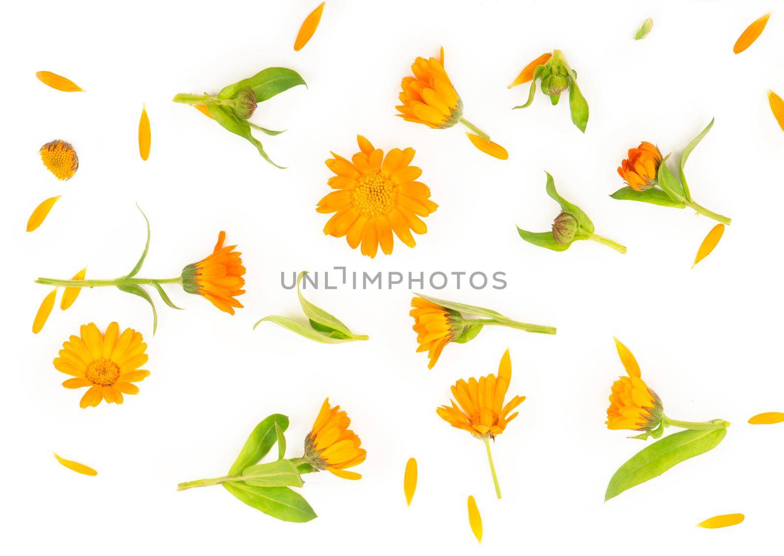 Colorful bright pattern of orange calendula flowers on white background. Flat lay, top view, natural background