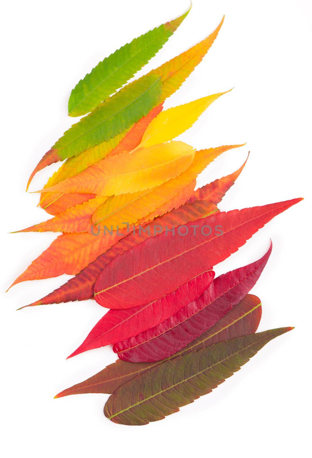 colorful fall leaf background. autumn leaves palette