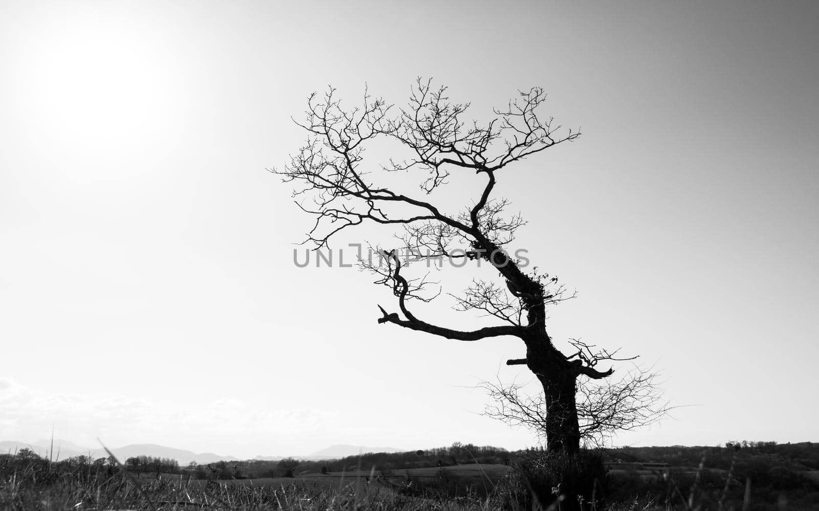 Silhouette of a single leafless gnarly tree in winter season, dark trunk and branches against sunny bright sky, black and white photography