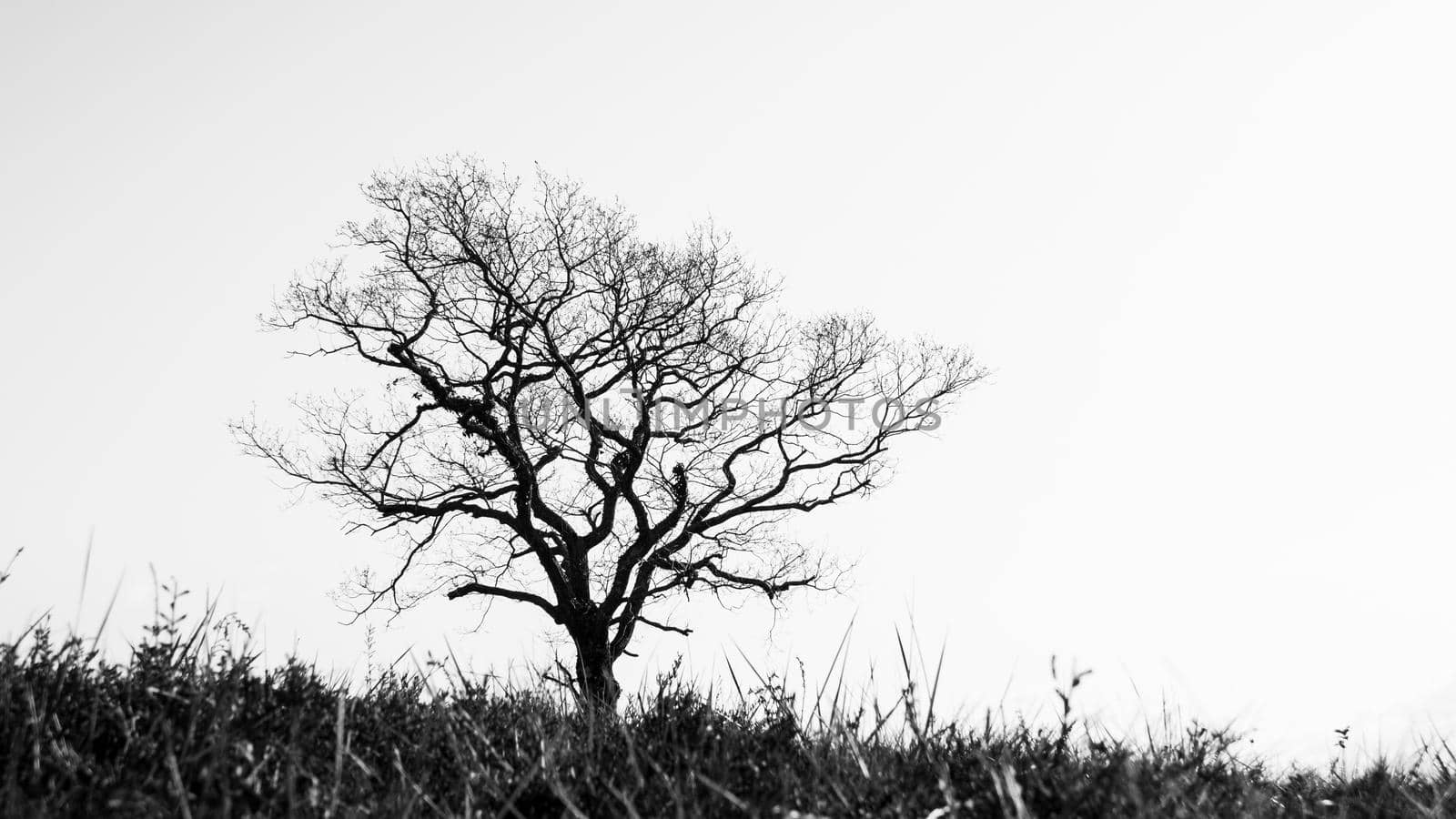 Silhouette of a single leafless tree in winter season, dark trunk and branches against sunny bright sky, black and white photography