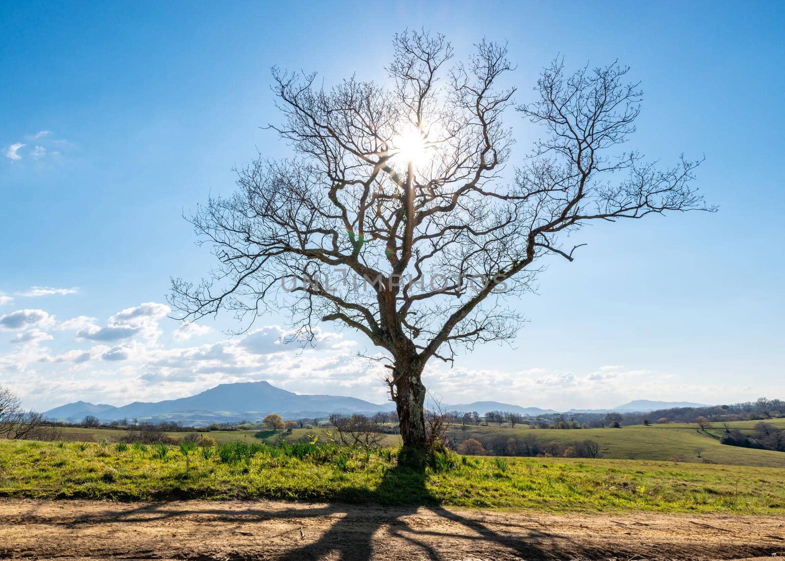 A single leafless tree in winter backlit by the sun, La Rhune mountain in the background, French Basque country, France