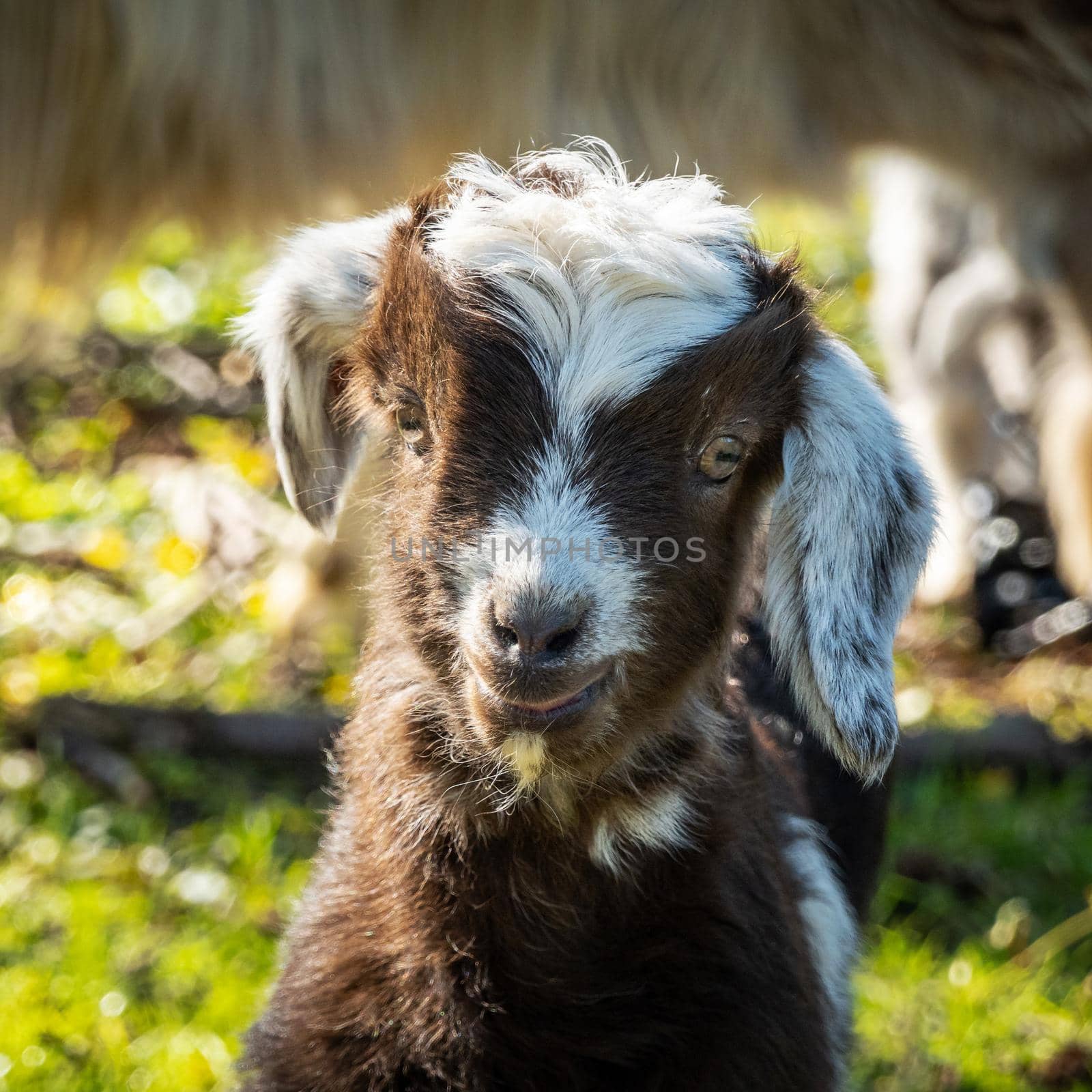 Baby goat portrait, brown and white fur
