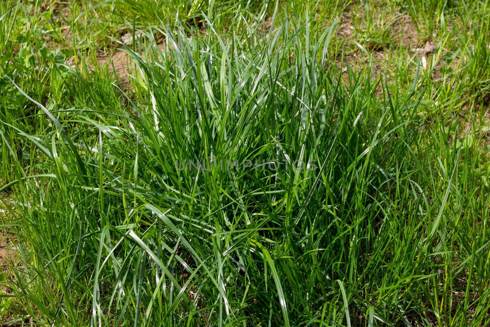 Green spring grass in the sunlight on the lawn.