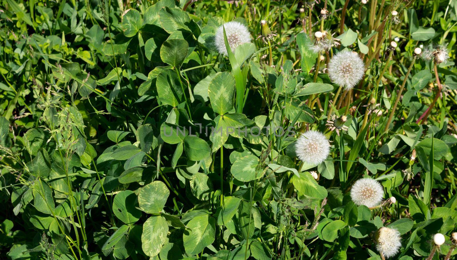 Dandelion meadow and green grass on a clear sunny day.