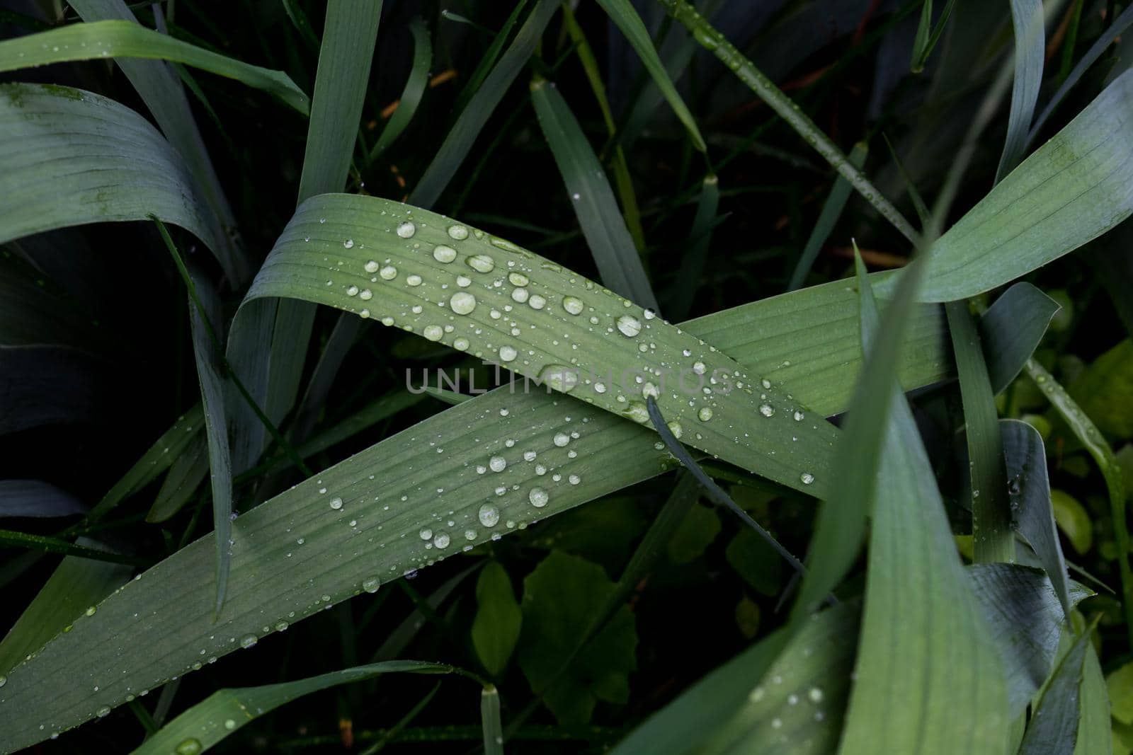 Dew drops on the grass in the early morning.