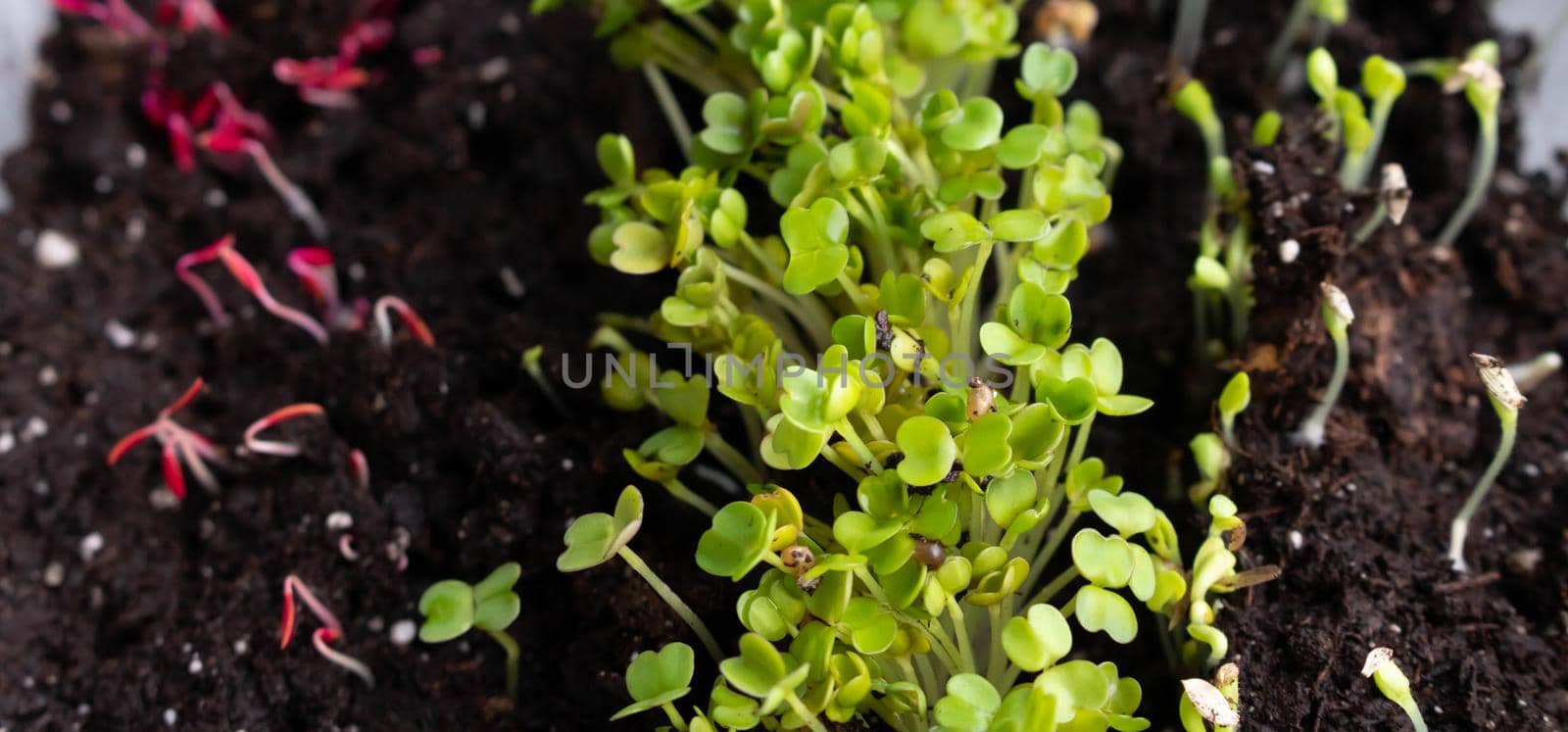 Photo of sprouting seedlings ready for the greenhouse. Spring background. Seedlings in the spring on the window. Seedlings in a plastic tray.