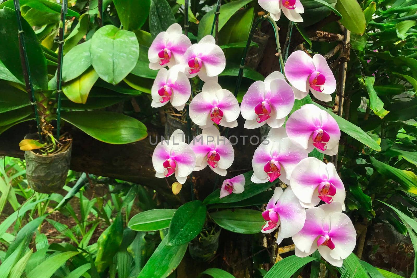 White orchid flower in garden at winter Phalaenopsis orchid.