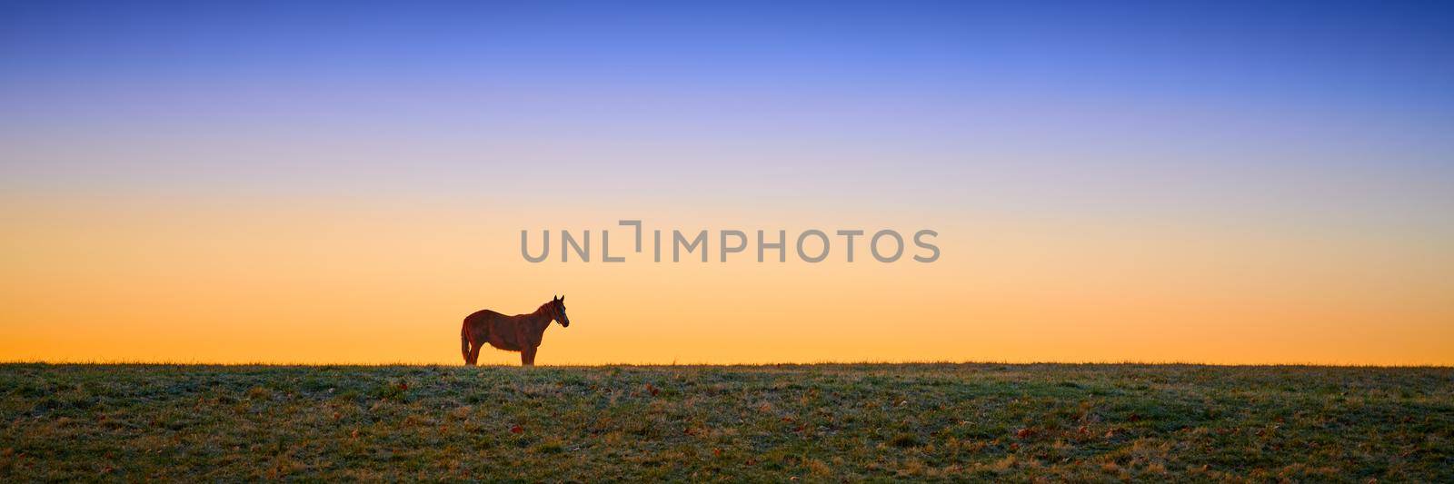 Thoroughbred horse grazing at early dawn in a field. by patrickstock
