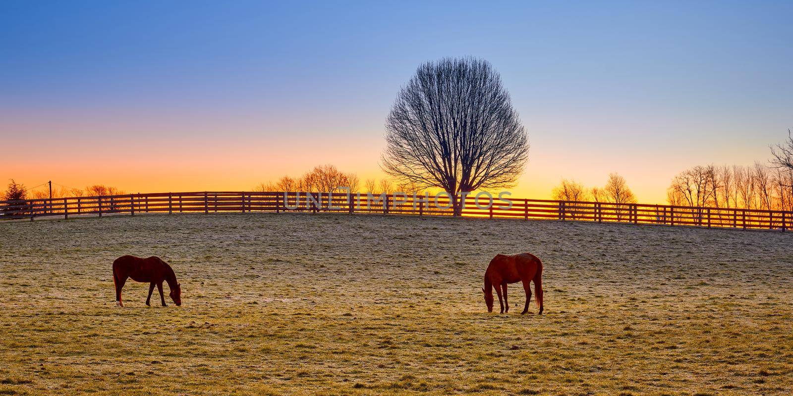 Two thoroughbred horses grazing at sunrise in a field.