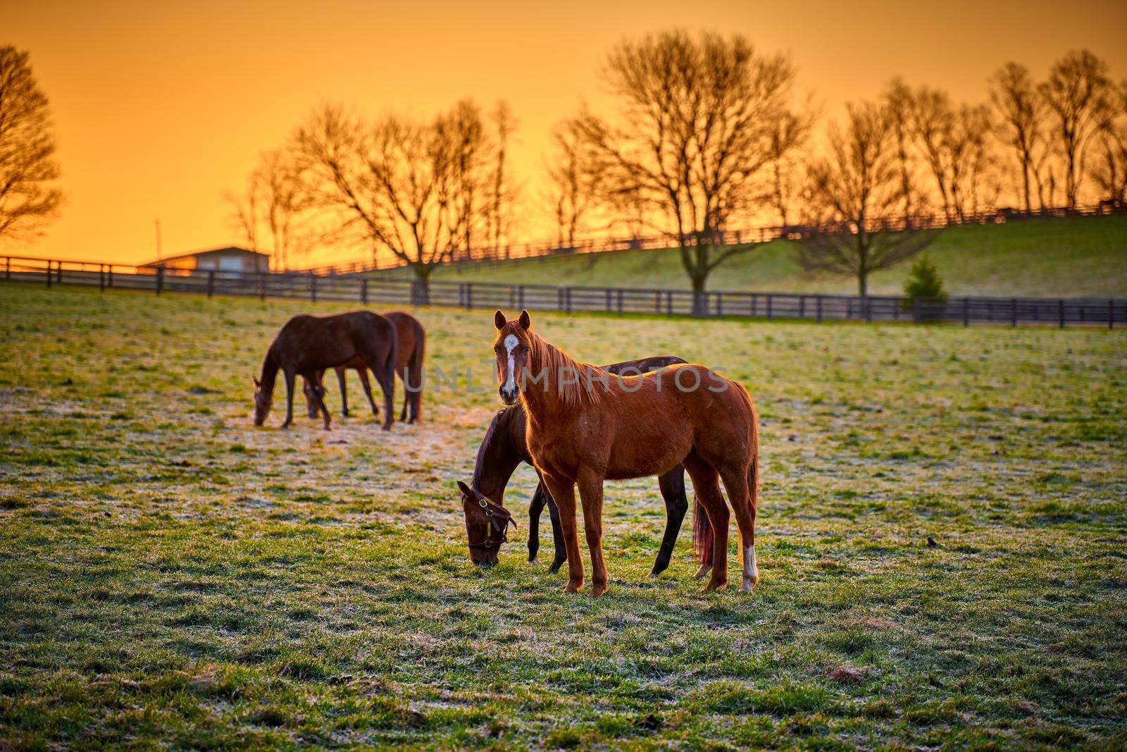 Thoroughbred horse looking at camera with warm sunrise. by patrickstock