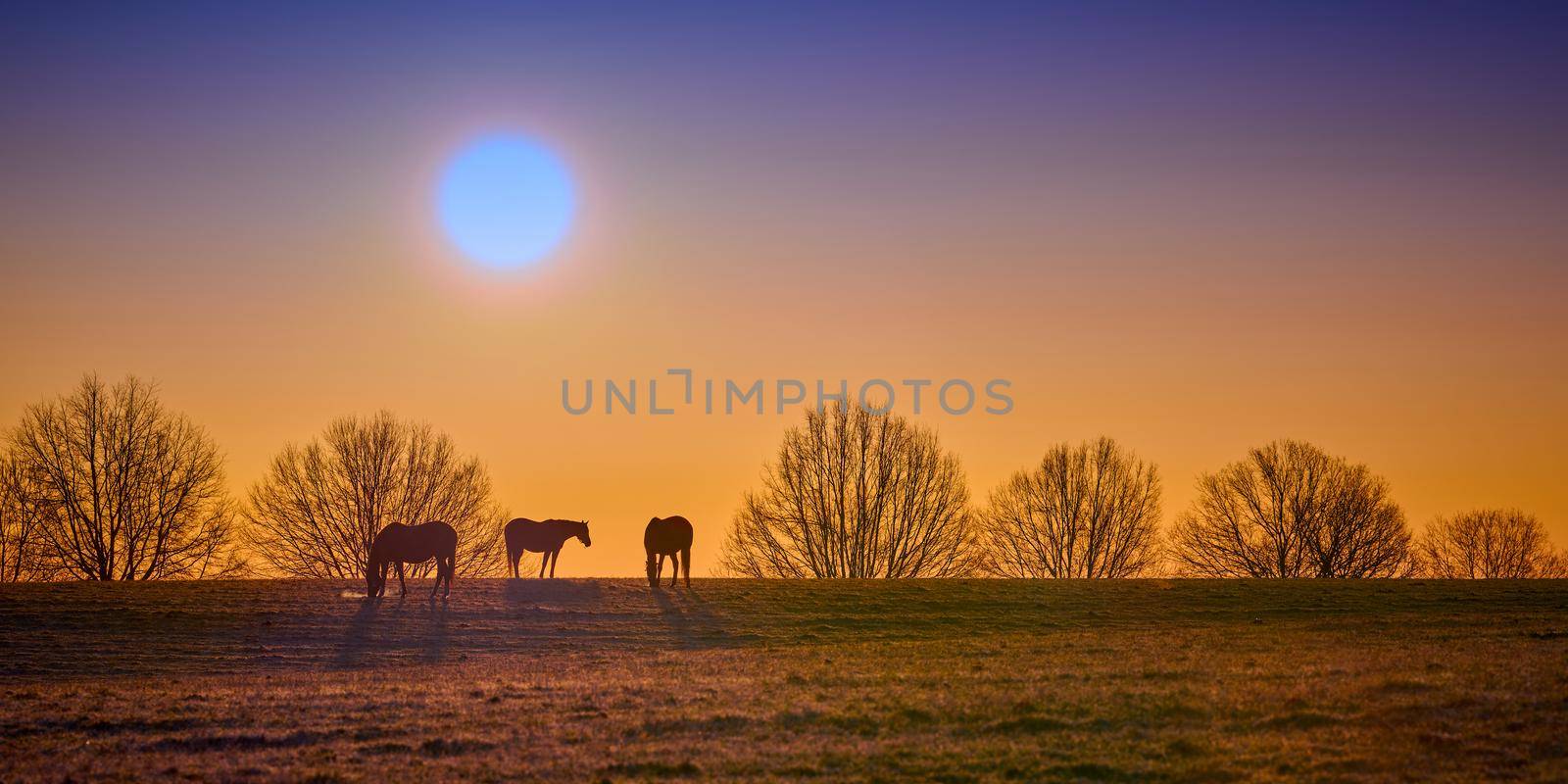 Three thoroughbred horses grazing with rising morning sun.