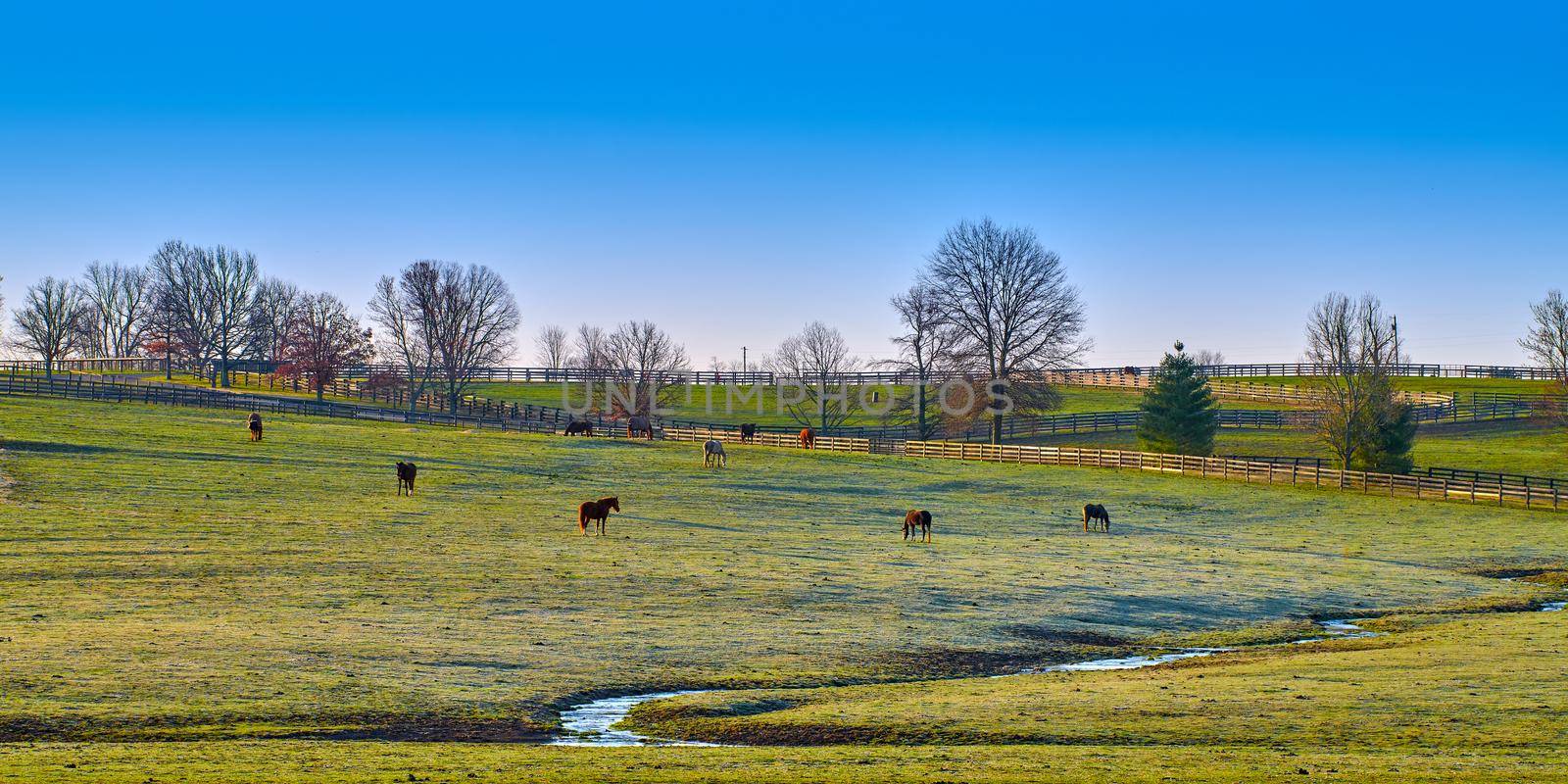 Group of thoroughbred horses grazing in a field.