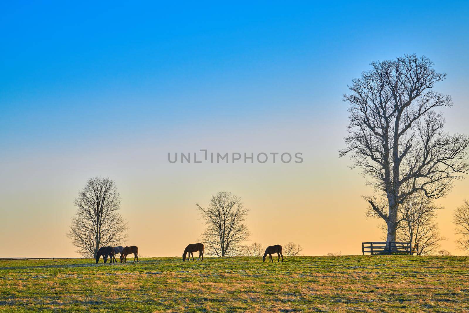Group of thoroughbred horses grazing in a field. by patrickstock