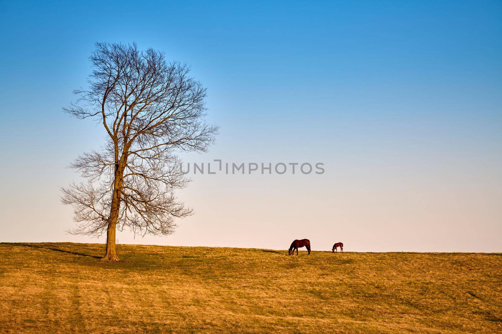 A mare and foal grazing on early spring grass.