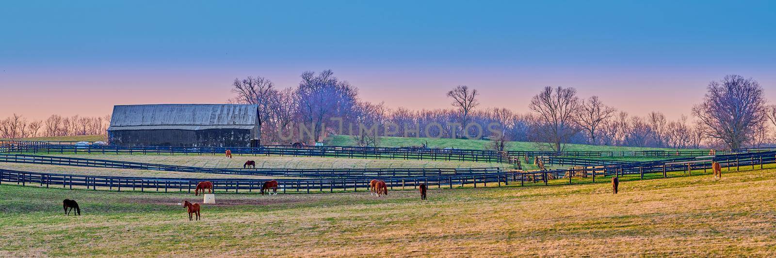 Horses grazing on a farm at dusk. by patrickstock