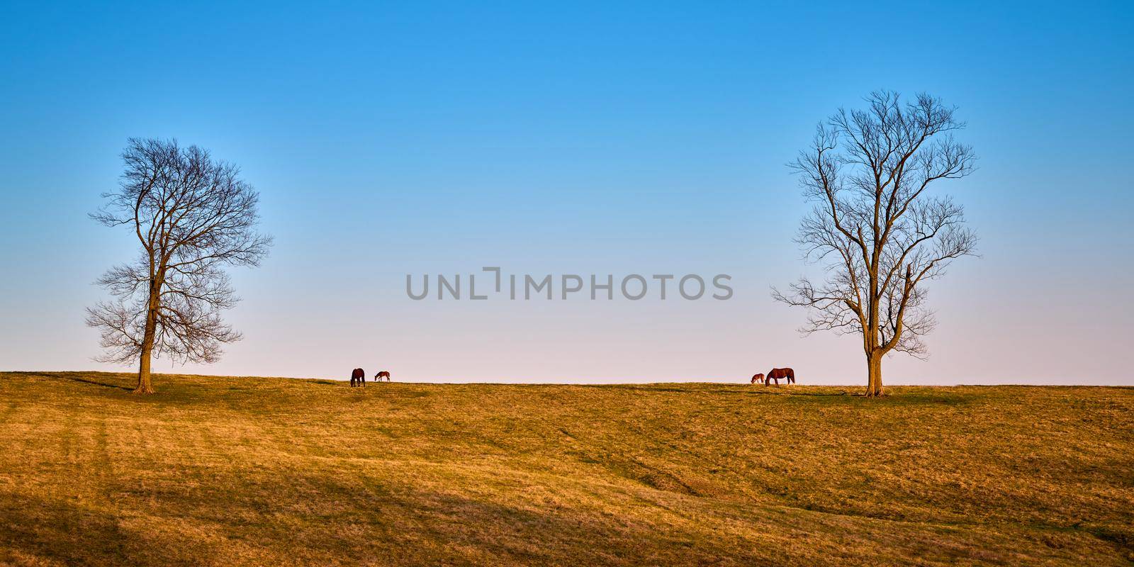 A pair of mares and foals grazing on early spring grass.