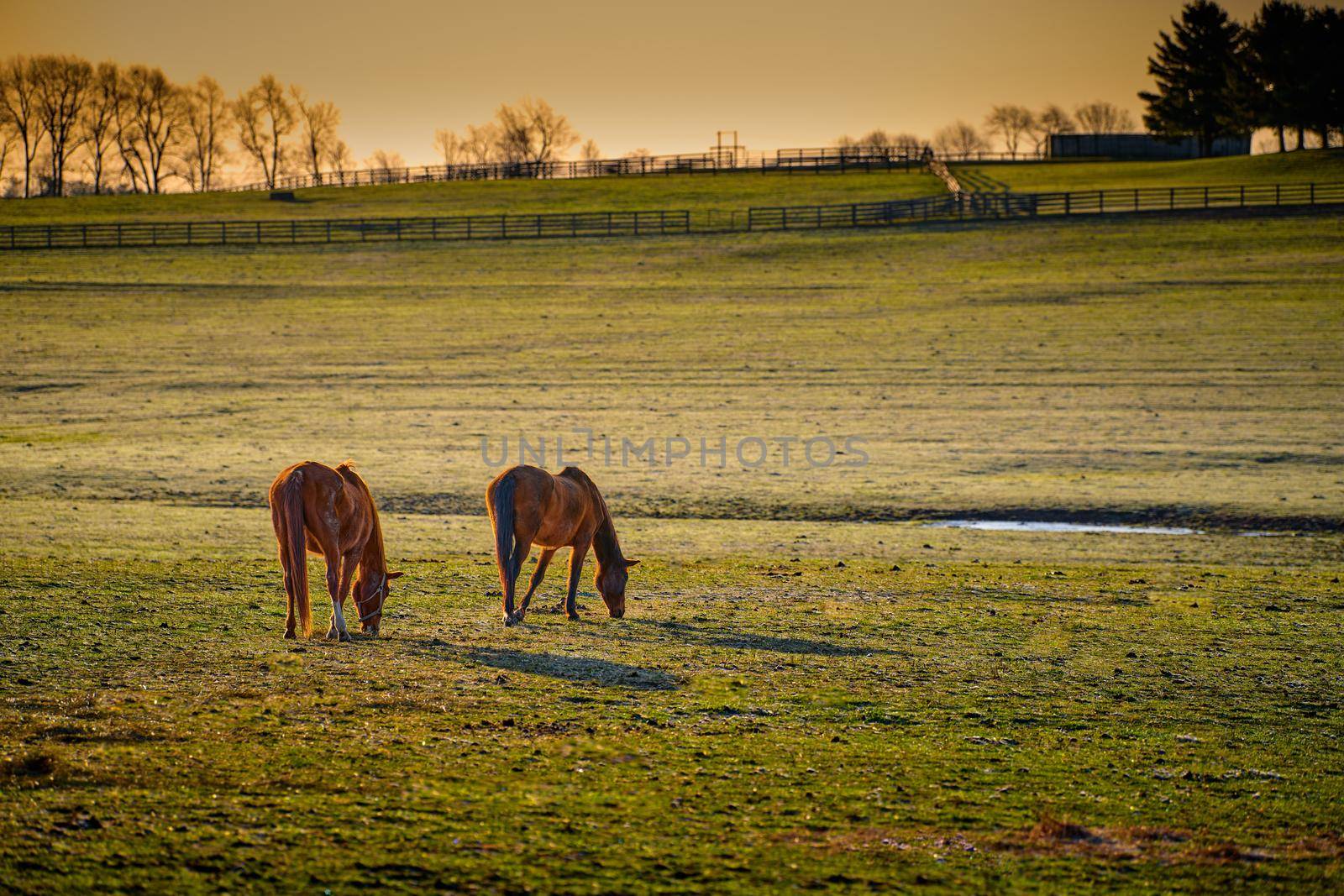Two thoroughbred horses grazing in a field.