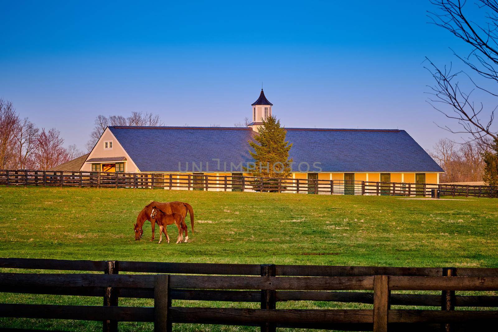 A mare and foal grazing on early spring grass with horse barn in the background.