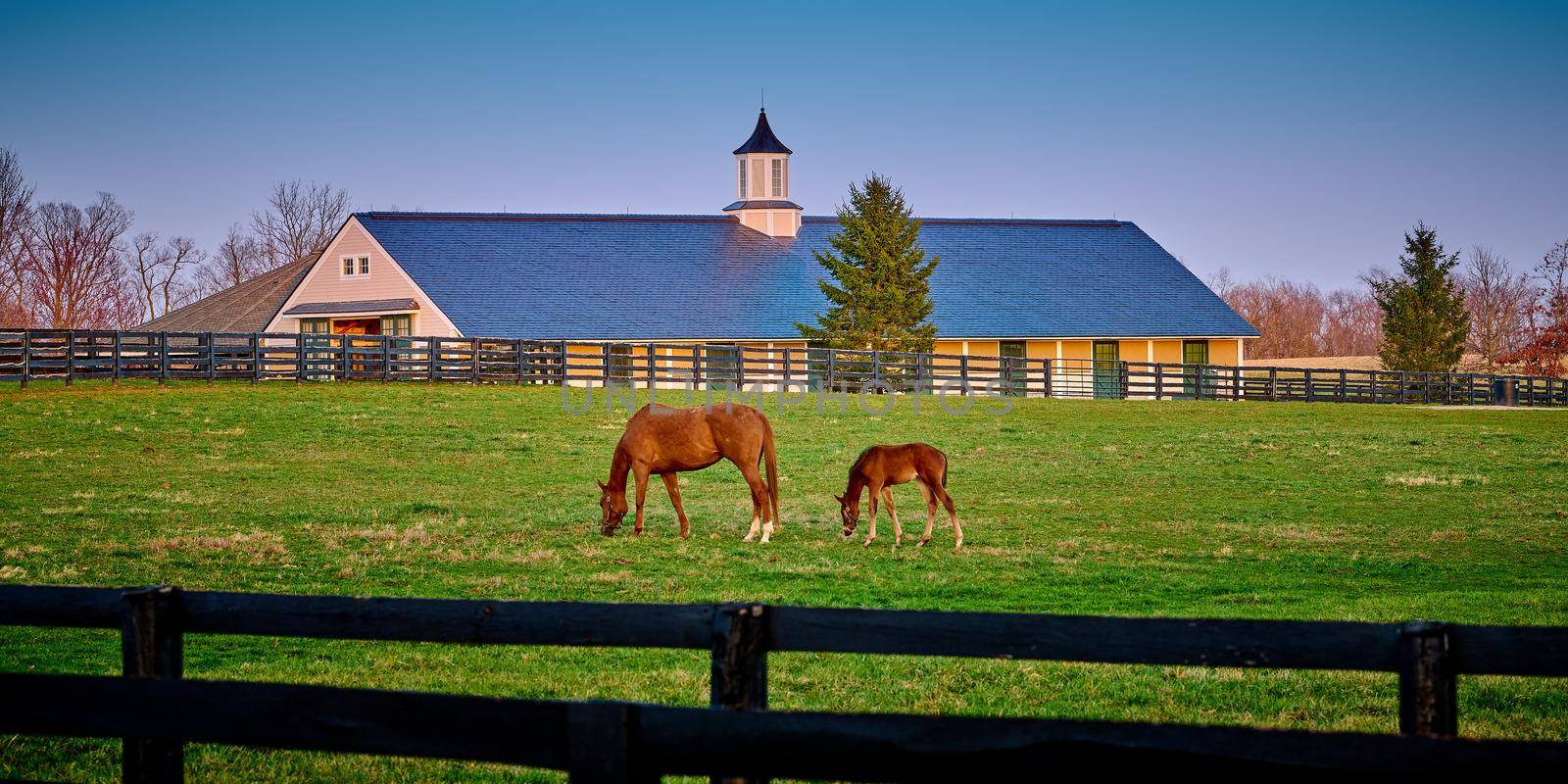 A mare and foal grazing on early spring grass with horse barn in the background. by patrickstock