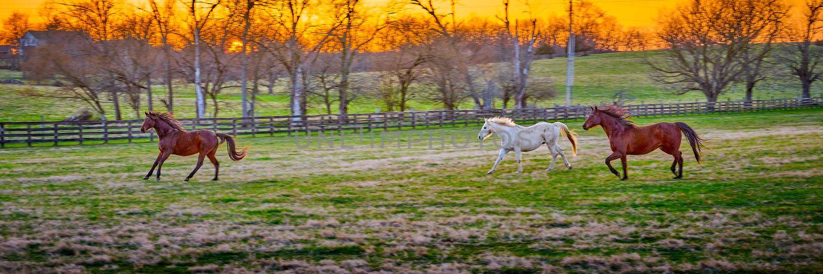 Three horses running in a field at sunset. by patrickstock