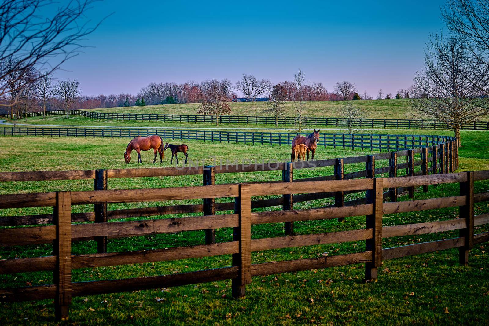 A pair of mares and foals grazing on early spring grass at a thoroughbred farm.