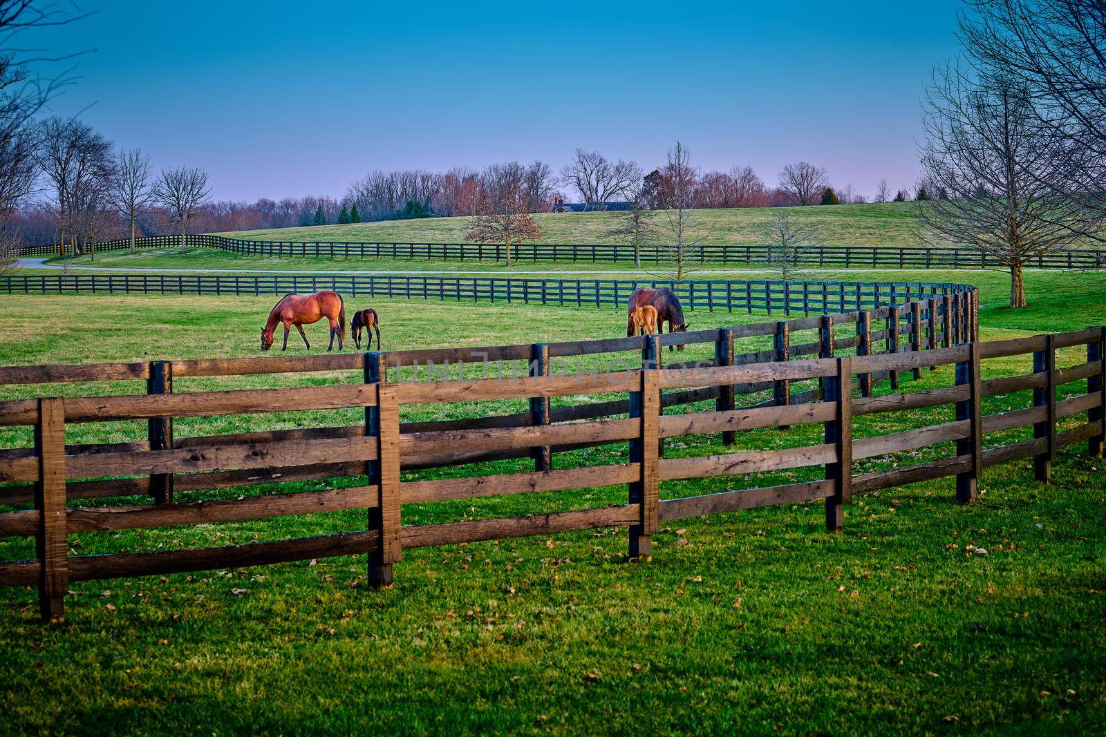 A pair of mares and foals grazing on early spring grass at a thoroughbred farm.