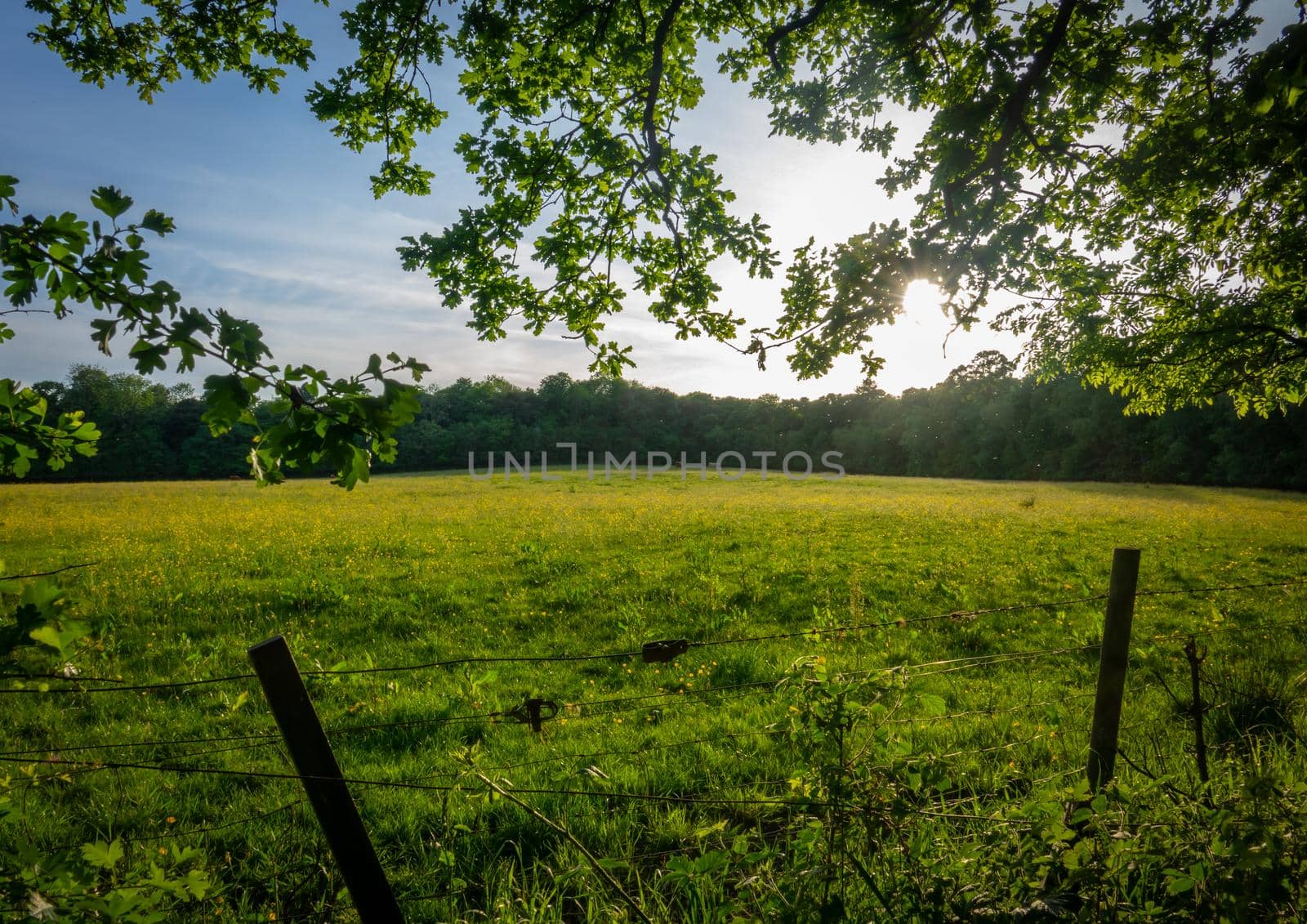 A Summer Meadow Framed By Tree Branches In The Foreground