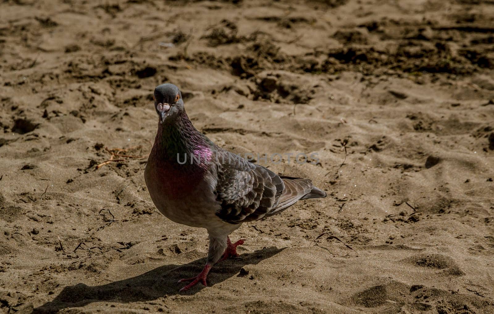 Detail of a grey pigeon walking on the sand of the beach on a sunny day