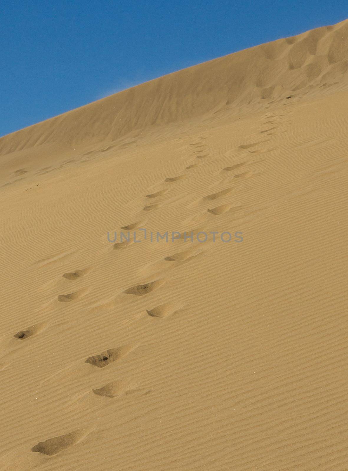 Close-up of a track of footprints in a sand dune on a sunny day