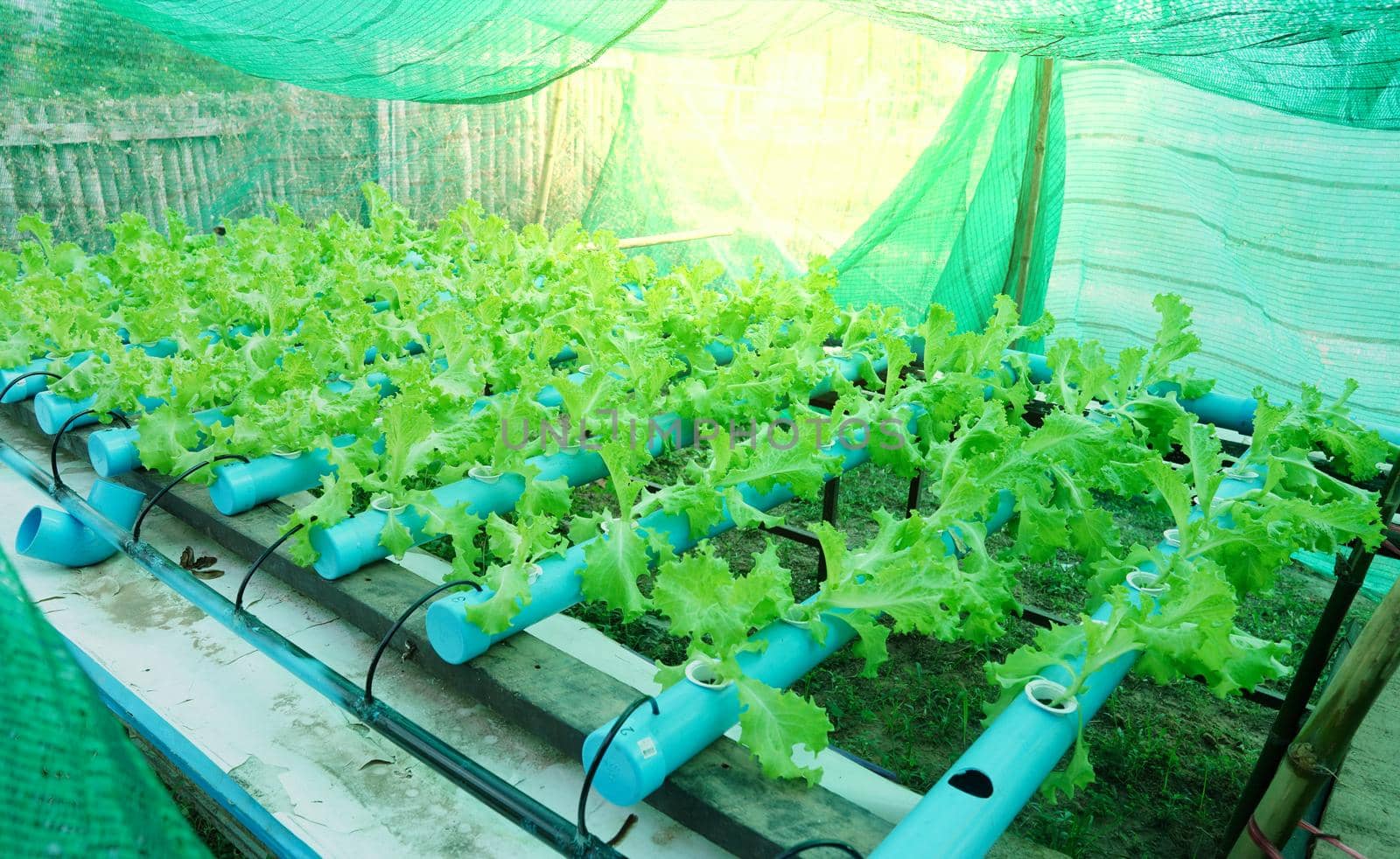 Fresh green organic salad greens are grown using water pipes or hydroponic farming.