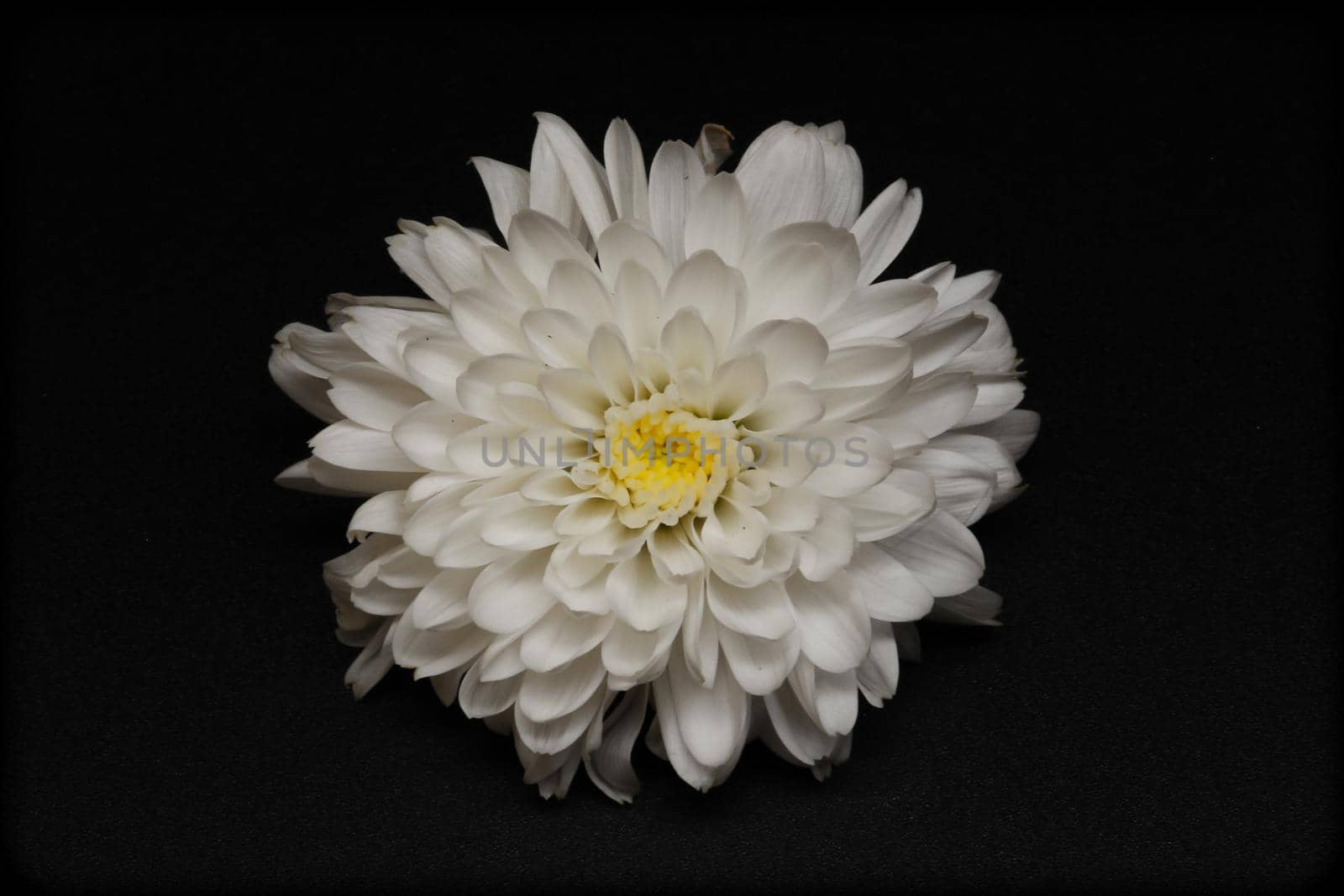 Flower isolated on the black background. No shadows with clipping path. Close-up. Nature.