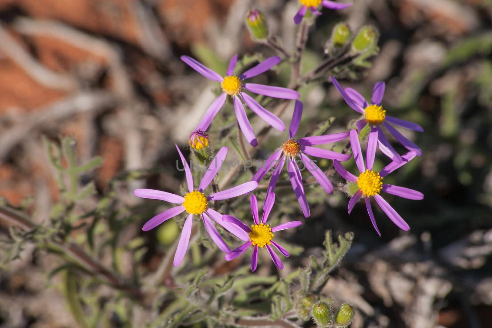 Felicia australis is one of a great many flowering plants to be seen during the Namaqualand spring flower season