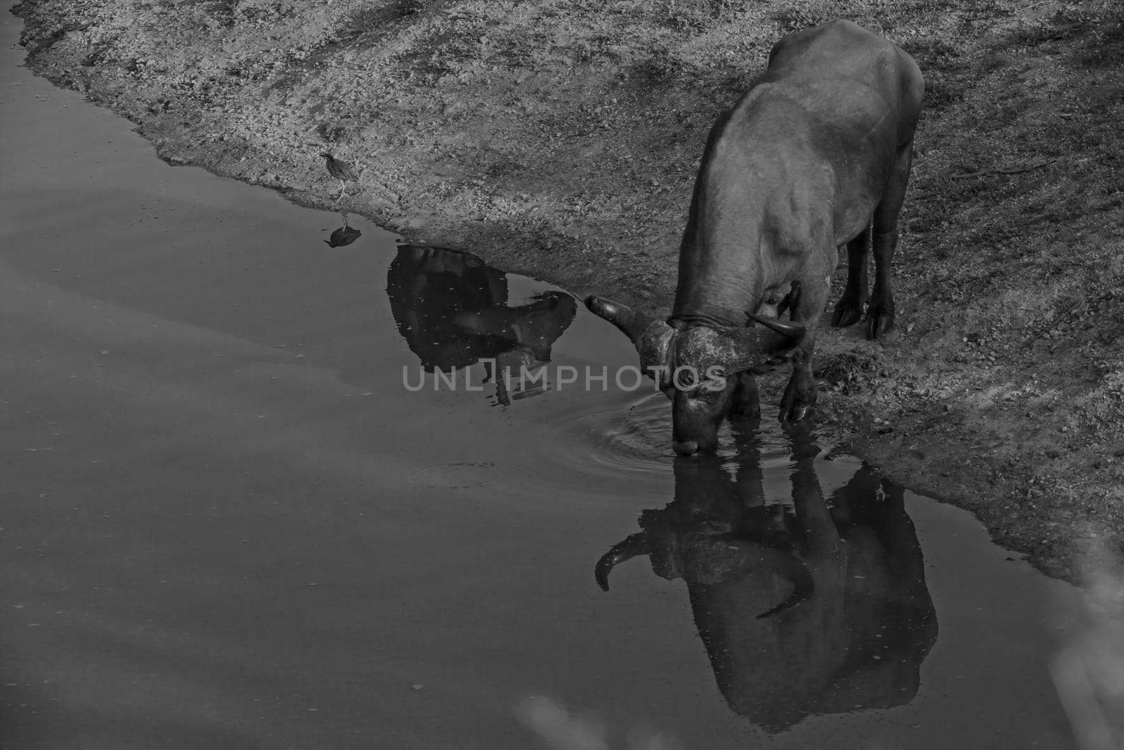 Monochrome Cape Buffalo 13657