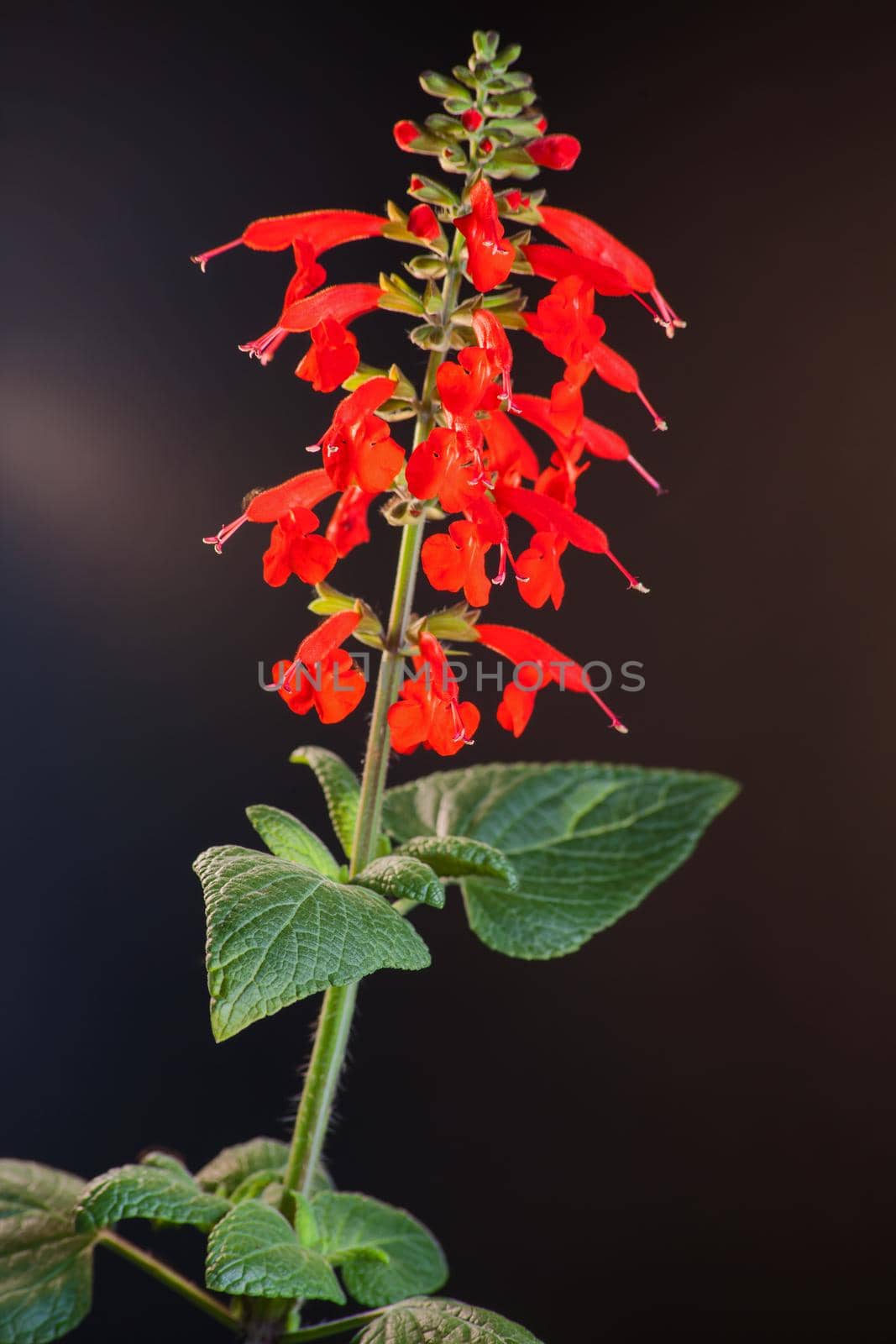 Red Sage Salvia splendens 13202 by kobus_peche