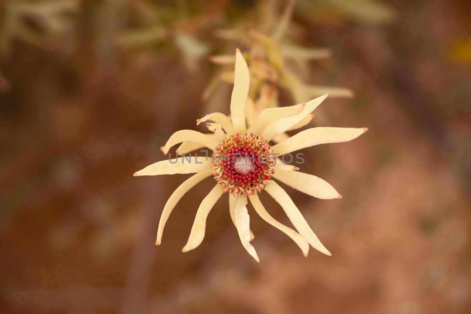 Yellow flower of the Leucedendron Sp 12780 by kobus_peche