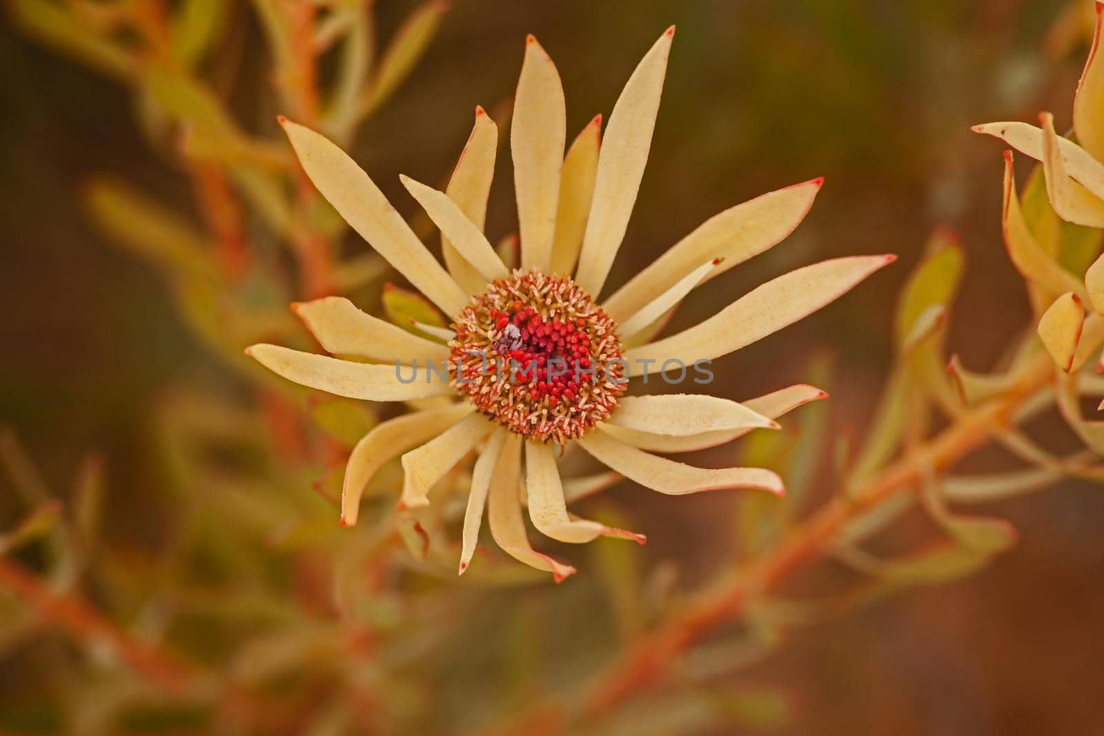 The Leucadendron sp. are medium sized shrubs of the protea family that have male and female flowers on different plants,