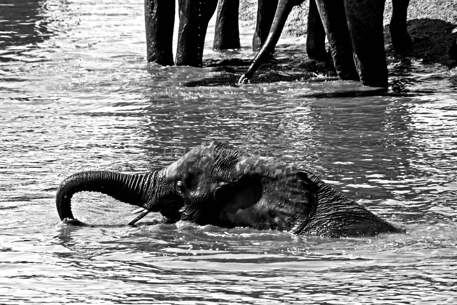 Young African Elephant bull swimming 13640 BW by kobus_peche