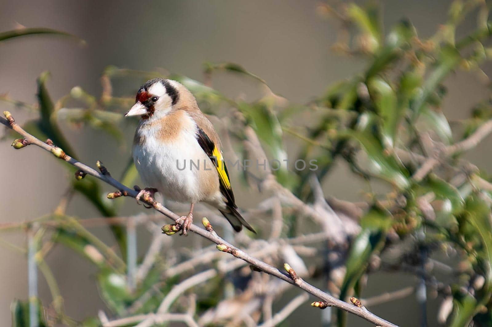a goldfinch bird perched on a log looking for food